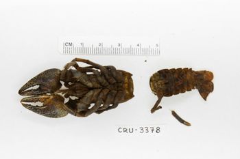 Media type: image;   Invertebrate Zoology CRU-3378 Description: Preserved specimen.;